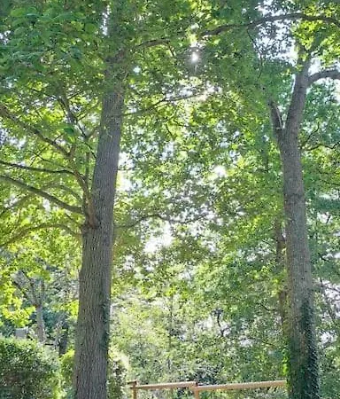 Dans Les Bois En Normandie