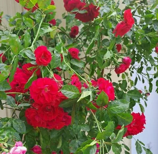 Dans Les Bois En Normandie