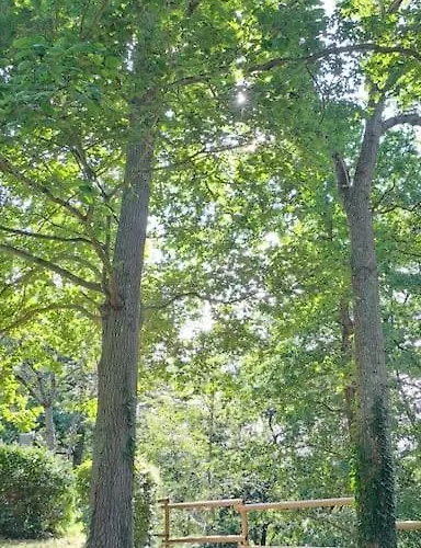 Dans Les Bois En Normandie